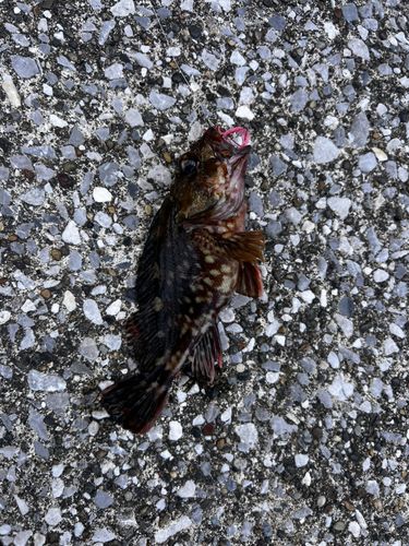 若洲海浜公園海釣り施設