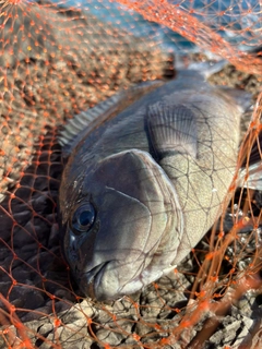 クチブトグレの釣果