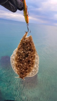 ソゲの釣果