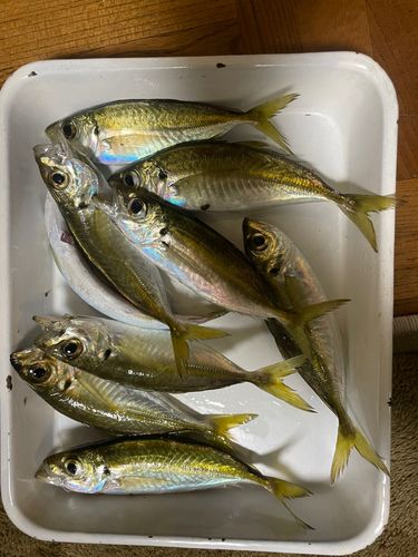 アジの釣果