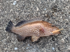 オオモンハタの釣果