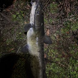 アメリカンキャットフィッシュ