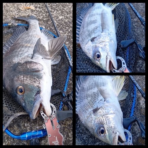 クロダイの釣果