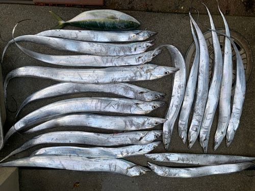 タチウオの釣果