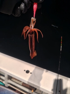 スルメイカの釣果