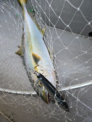 ヒラマサの釣果