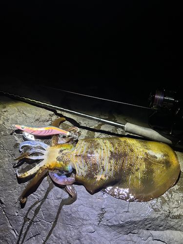 アオリイカの釣果