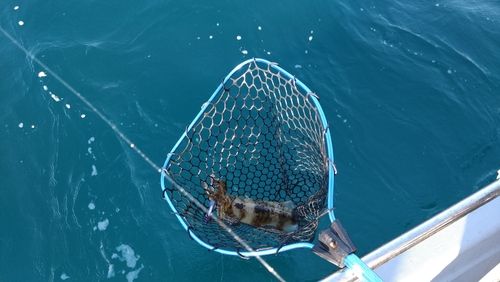 アカハタの釣果