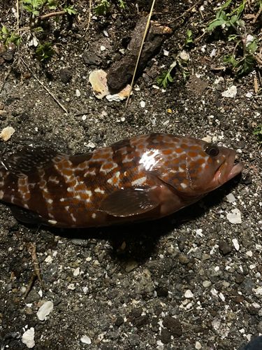 キジハタの釣果