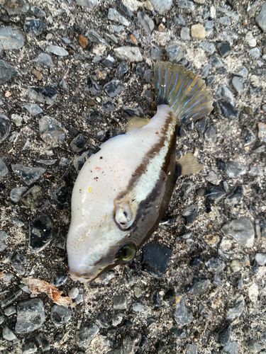 キタマクラの釣果