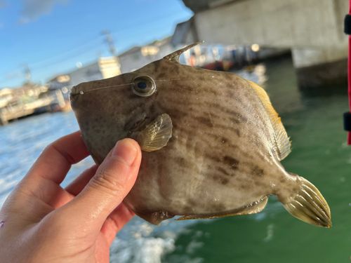 カワハギの釣果