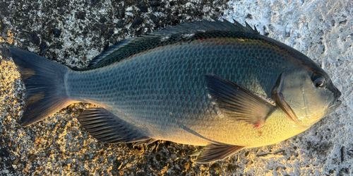 日吉原公共埠頭