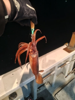 スルメイカの釣果