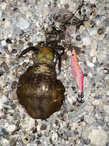 アオリイカの釣果