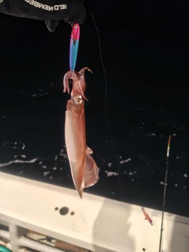 ヤリイカの釣果