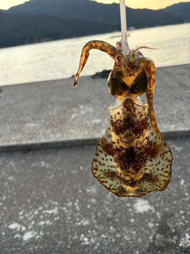 アオリイカの釣果
