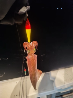ヤリイカの釣果
