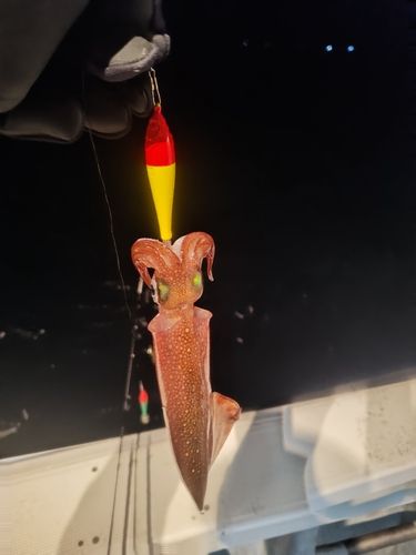 ヤリイカの釣果