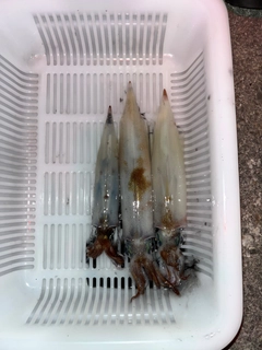 イカの釣果