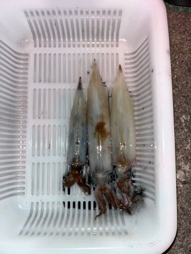 イカの釣果