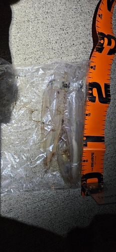 ヤリイカの釣果