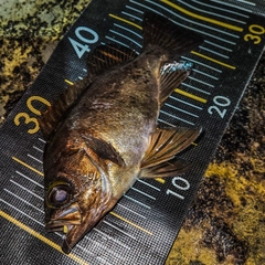 アカメバルの釣果