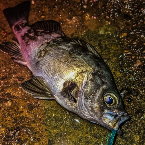 シロメバルの釣果
