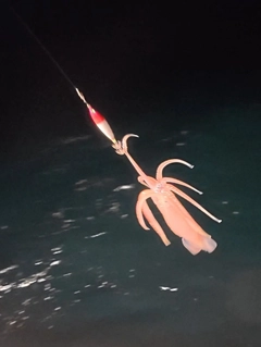 スルメイカの釣果