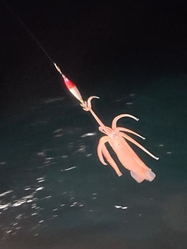 三陸海岸（岩手）