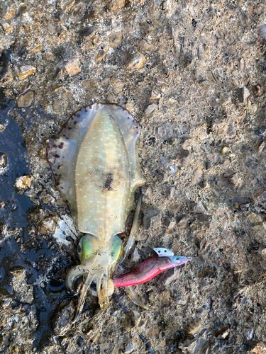 アオリイカの釣果