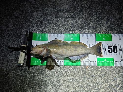 アイナメの釣果