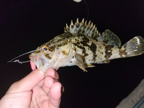 ベッコウゾイの釣果