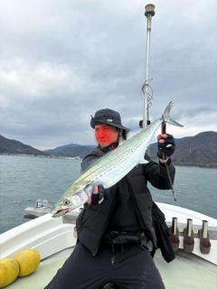 サゴシの釣果