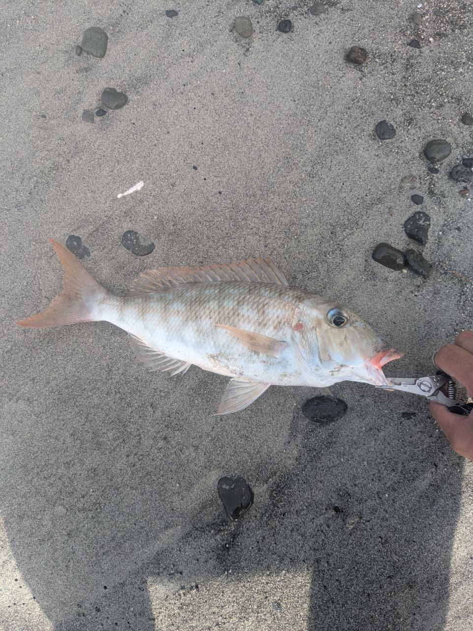 ムネアカクチビ