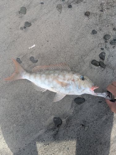 ムネアカクチビの釣果