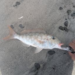 ムネアカクチビ