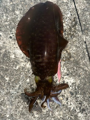 東京湾（アクアライン〜富津）