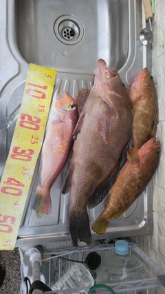 オオモンハタの釣果