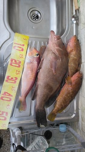 オオモンハタの釣果