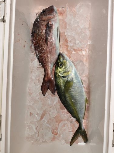 シマアジの釣果