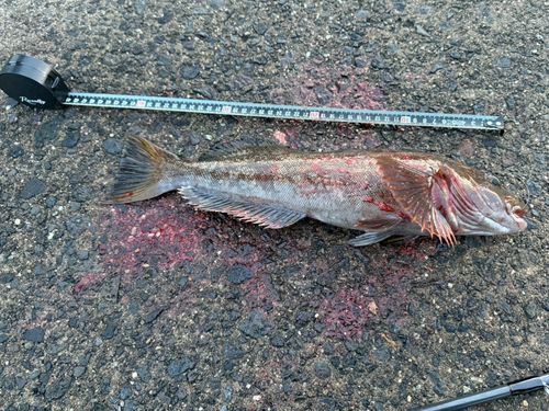 アイナメの釣果