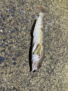 アイナメの釣果