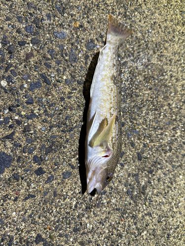 アイナメの釣果