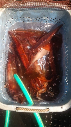 スルメイカの釣果