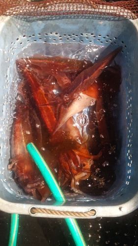 スルメイカの釣果