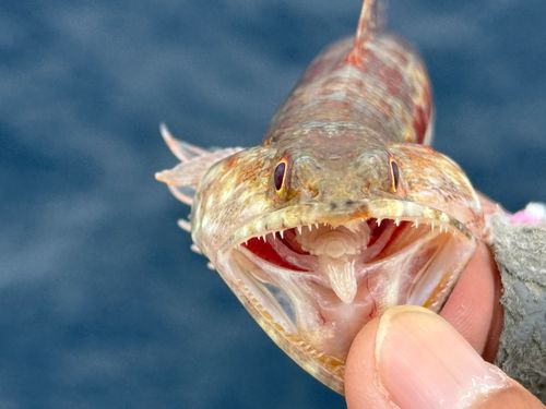 ミナミアカエソの釣果