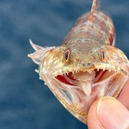 ミナミアカエソ