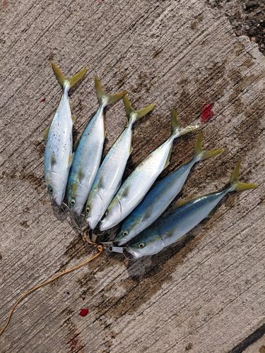 コゾクラの釣果