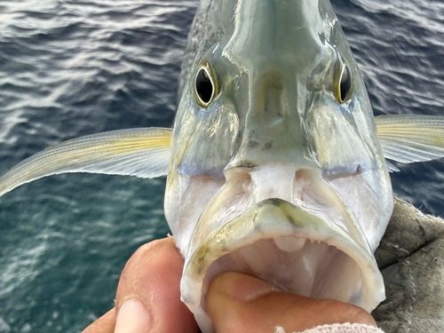 カスミアジの釣果