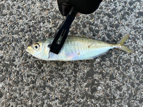 マルアジの釣果